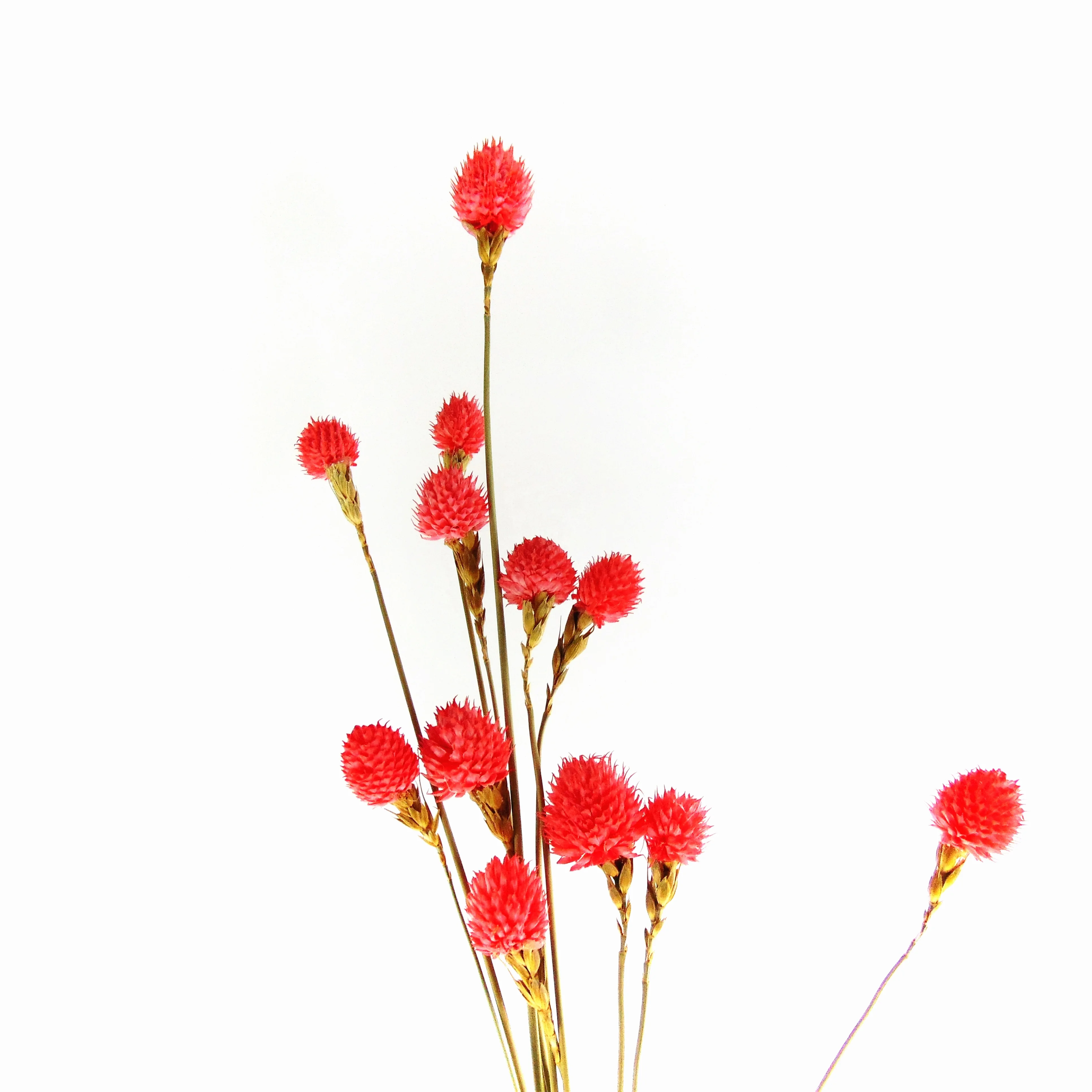 Wholesale red preserved globe amaranth preserved flowers artificial flowers wedding decoration
