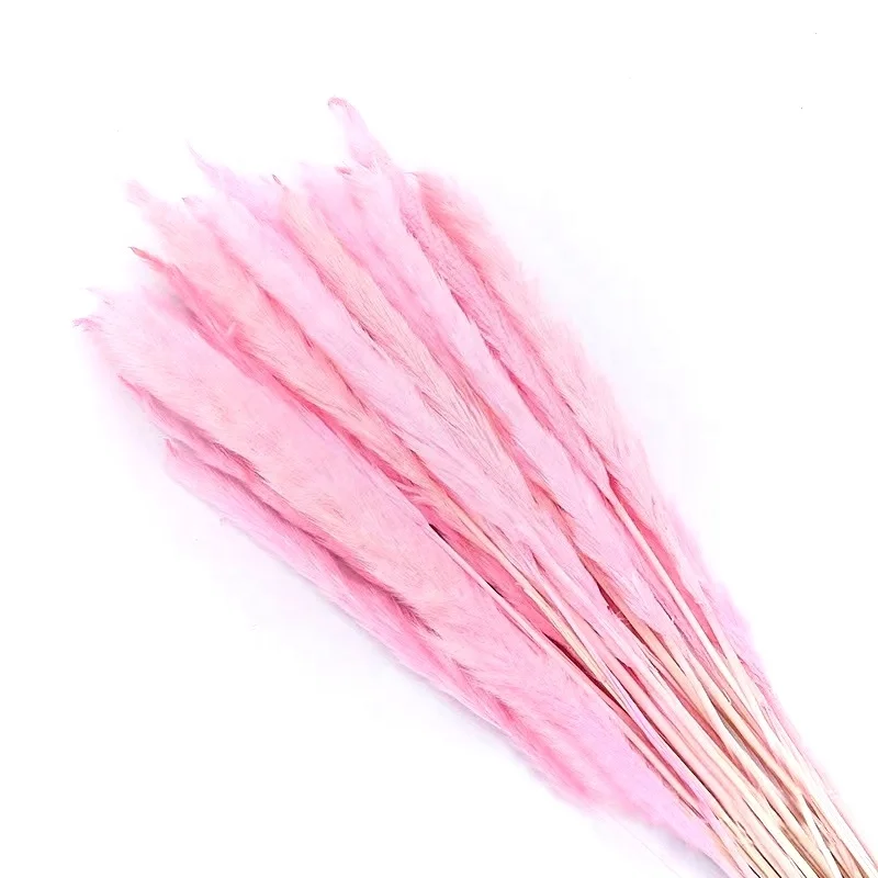 log price dried white 60cm pampas pink natural dried grass dried wheat grass