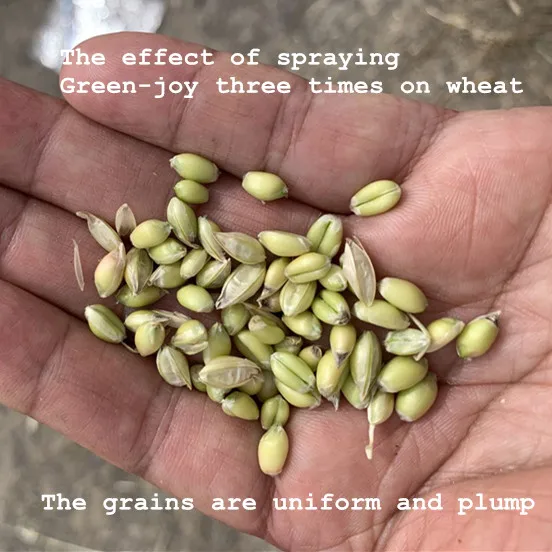 China Professional organic npk liquid bio fertilizer for algriculture