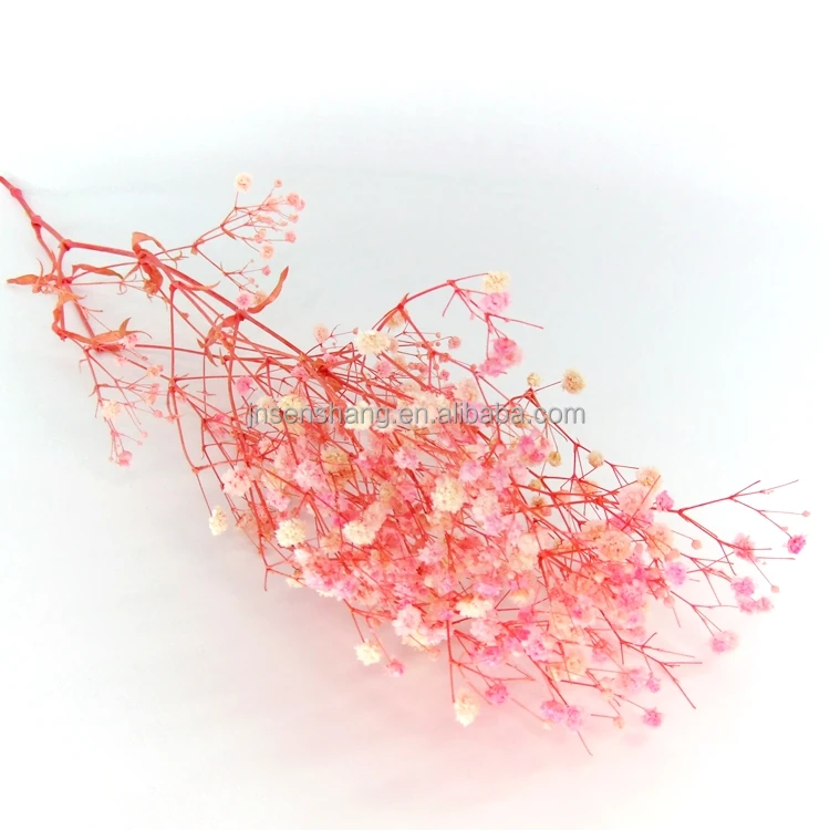 Factory  preserved gypsophila preserved flower bouquet preserved flowers and plants  dried lavender flowers