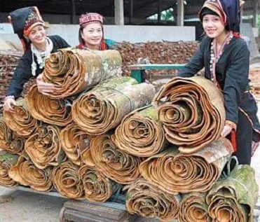 VIETNAM CINNAMON  best PRICE CINNAMON STICK/CASSIA AND SPLIT