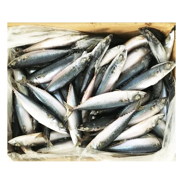 Healthy Sea Food Dried Whole Round Frozen Pacific Mackerel Fish