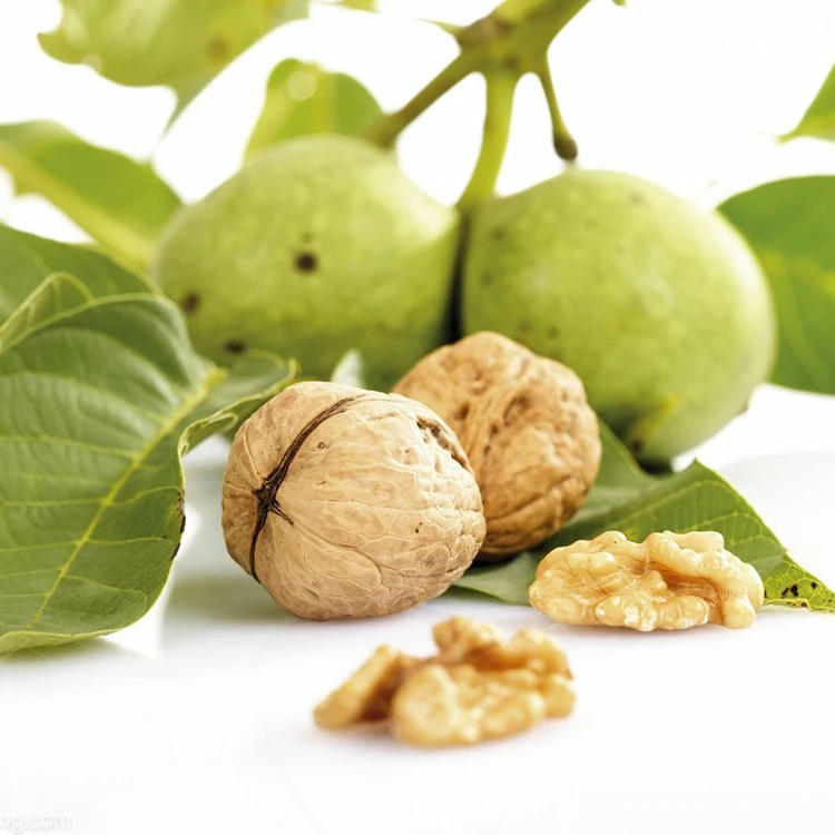 Wholesale low price fresh nutritious nutritious walnut with large kernel and thin shell
