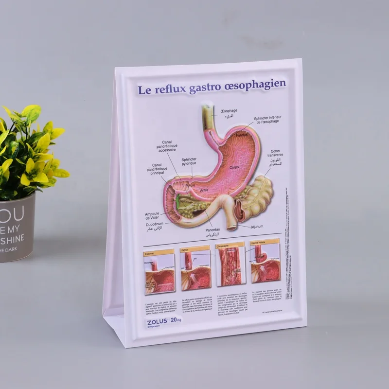 customized 3D Medical Human Anatomy Wall Chart / Poster - desk poster
