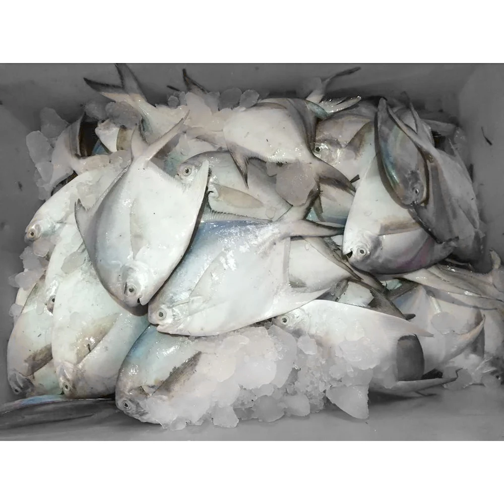 wholesale silver pomfret fish frozen silver pomfret fish