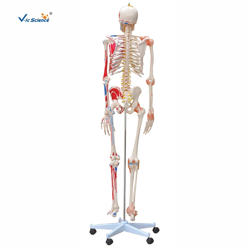 Skeleton with Muscles and Ligaments 180cm Tall