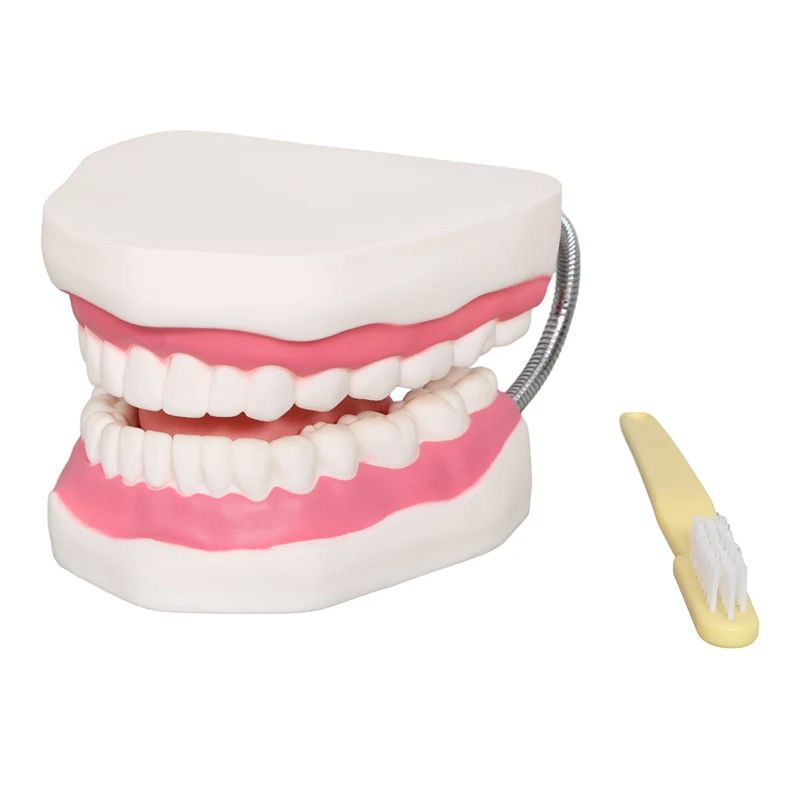 Factory Dental Demonstration Models, Teeth Care Model With Brush Teaching resources