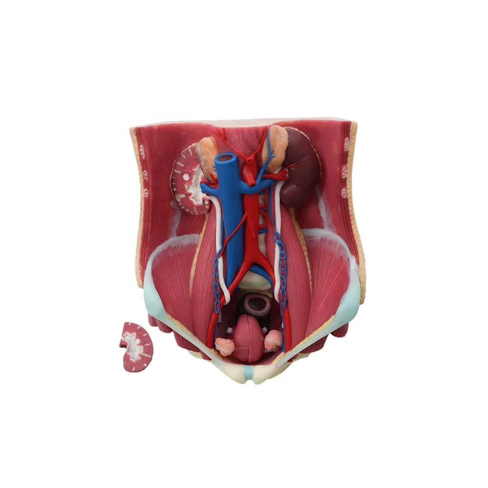 Medical Anatomy Model Soft Silicone Human Urinary System Model