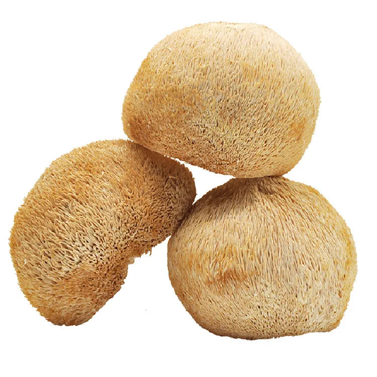 Factory Hot Sales Natural Mushroom Bulk Hericium Erinaceus Dried Lion Mane Hericium