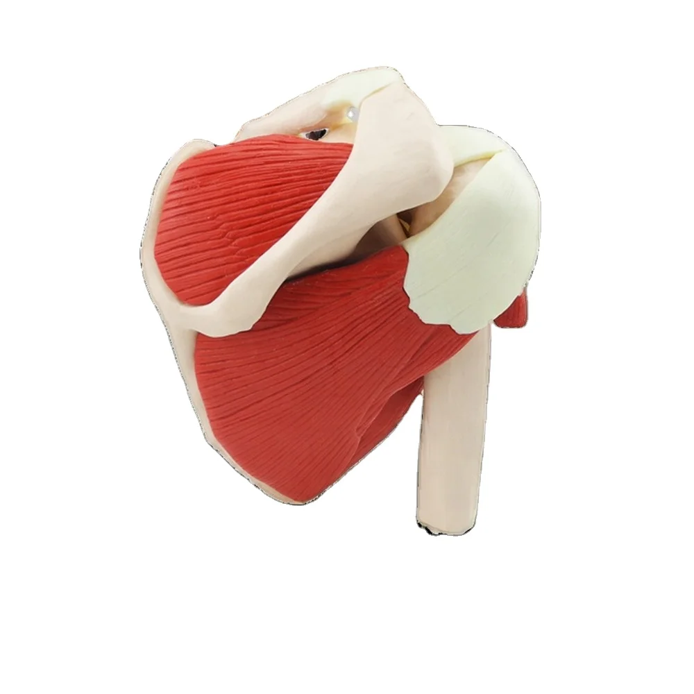 Medical Science Life-Size Muscled Shoulder Joint Model Plastic Skeleton for Training Purpose