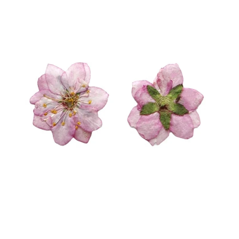 12pcs/pack Chinese Bush Cherry With Stem Pressed Flower For Frame Phone Case Candle Resin Art
