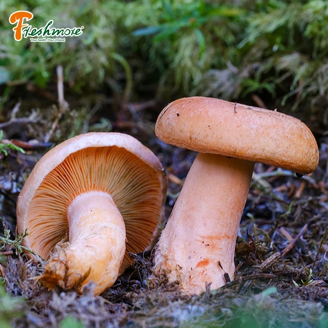 China Finc fresh mushrooms  Lactarius Deliciosus rare edible matsutake  mushroom
