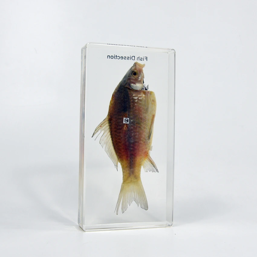 Образец из прозрачного пластика для обучения животных