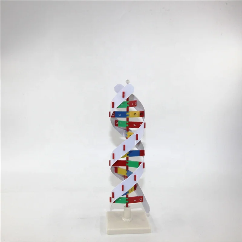 Усовершенствованная пластиковая модель ДНК ДНК-структуры