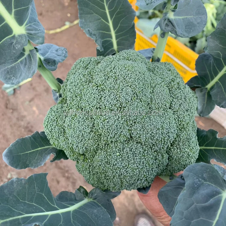 2021 высокое качество свежий брокколи заводская цена