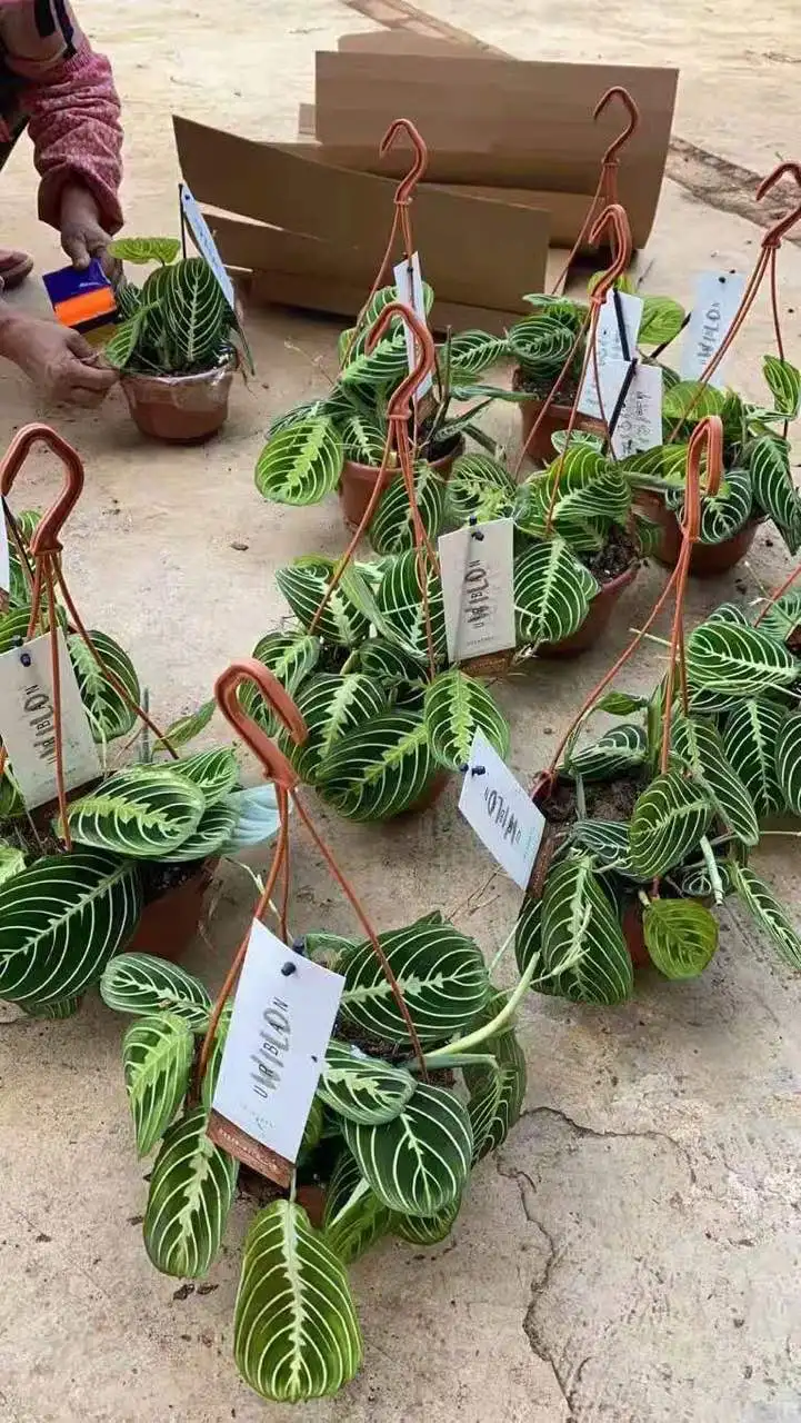 
 Молитвенное растение Maranta, лимонный лайм, калатея, Маранта, leuconeura var Massange calathea растения  