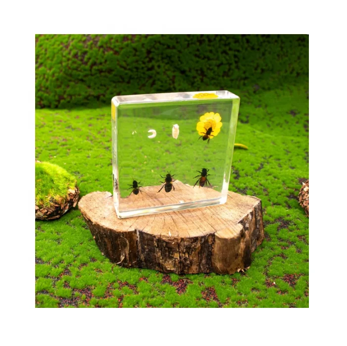 Educational Supply Real Insect Paperweight Taxidermy specimen In resin Biological Model Teaching Aid bee resin specimen