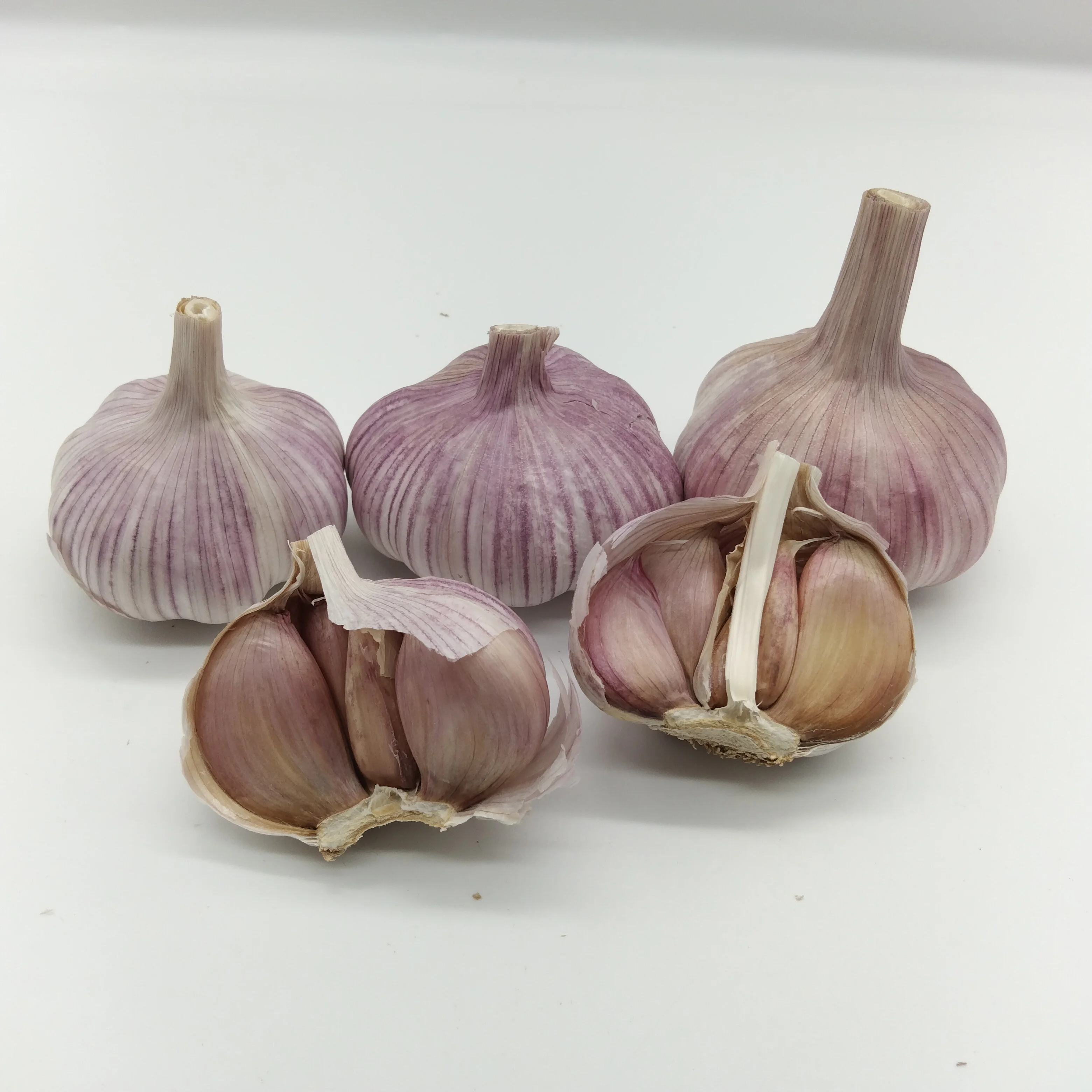 Jin Xiang Mesh Bag Packing Chinese Normal White Fresh Garlic in 10kg Crop Shandong Size Product