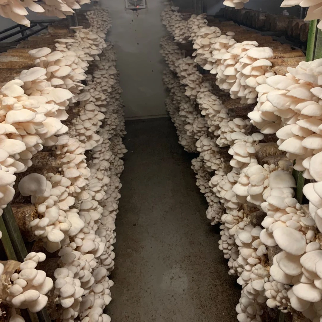 
White Dried Grey Oyster Mushroom Cultivation Oyster Mushroom Sticks For Sale 