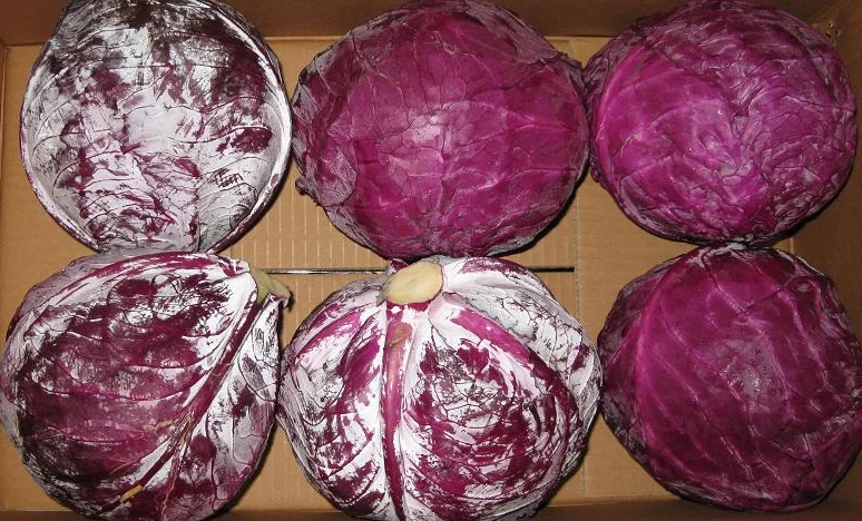 Chinese fresh new cabbages wholesalers price