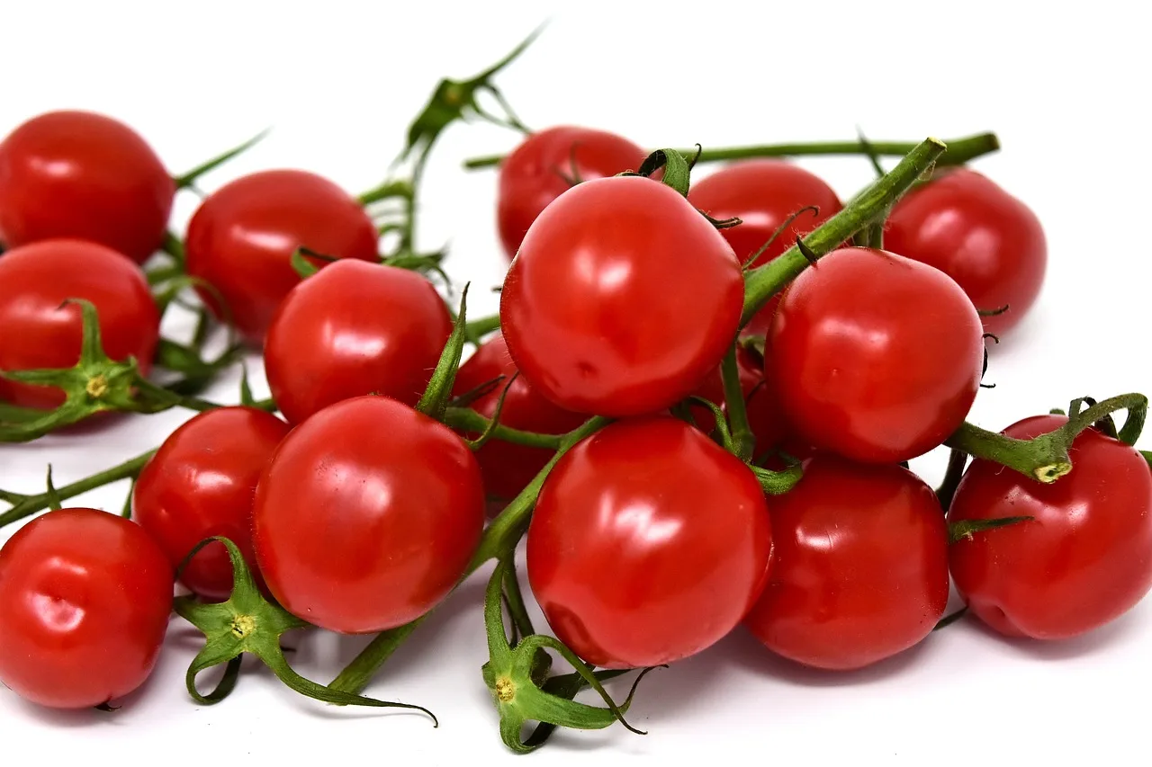 Greece HOT sell Fresh Tomato sweet  Natural red  Best quality wholesale thailand fresh tomatoes