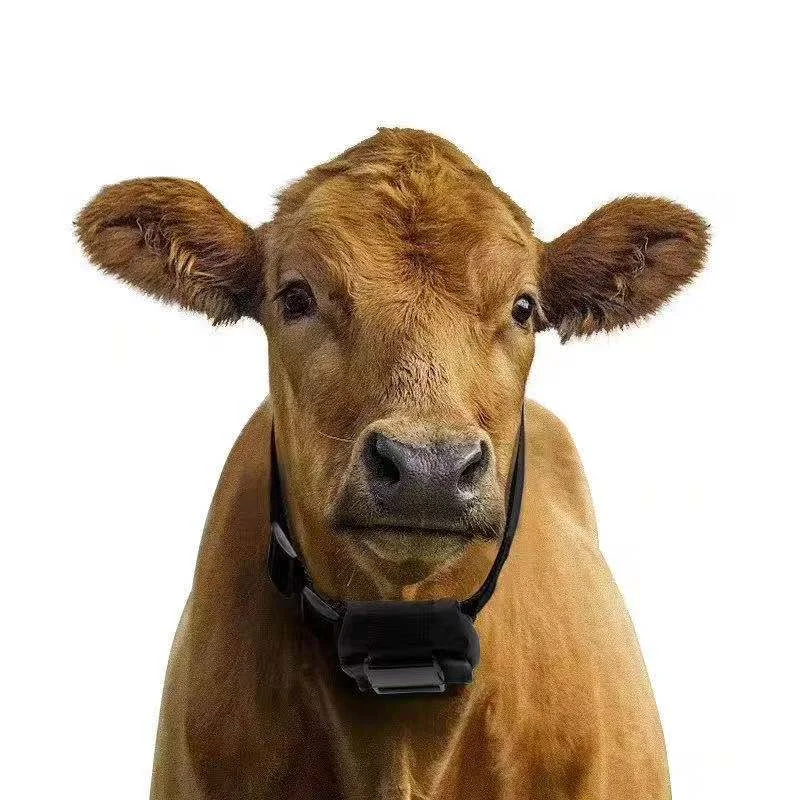 10000 mah Animal Locator 2G GPS Tracker Portable Tracker for Cow Sheep Goat Realtime Tracking Device Free APP
