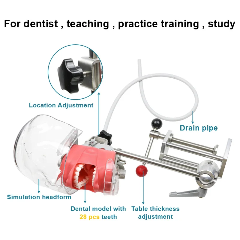 dental equipment Medical Dental Model Simulation Practice Simulator Dental Simulator Phantom Head Model