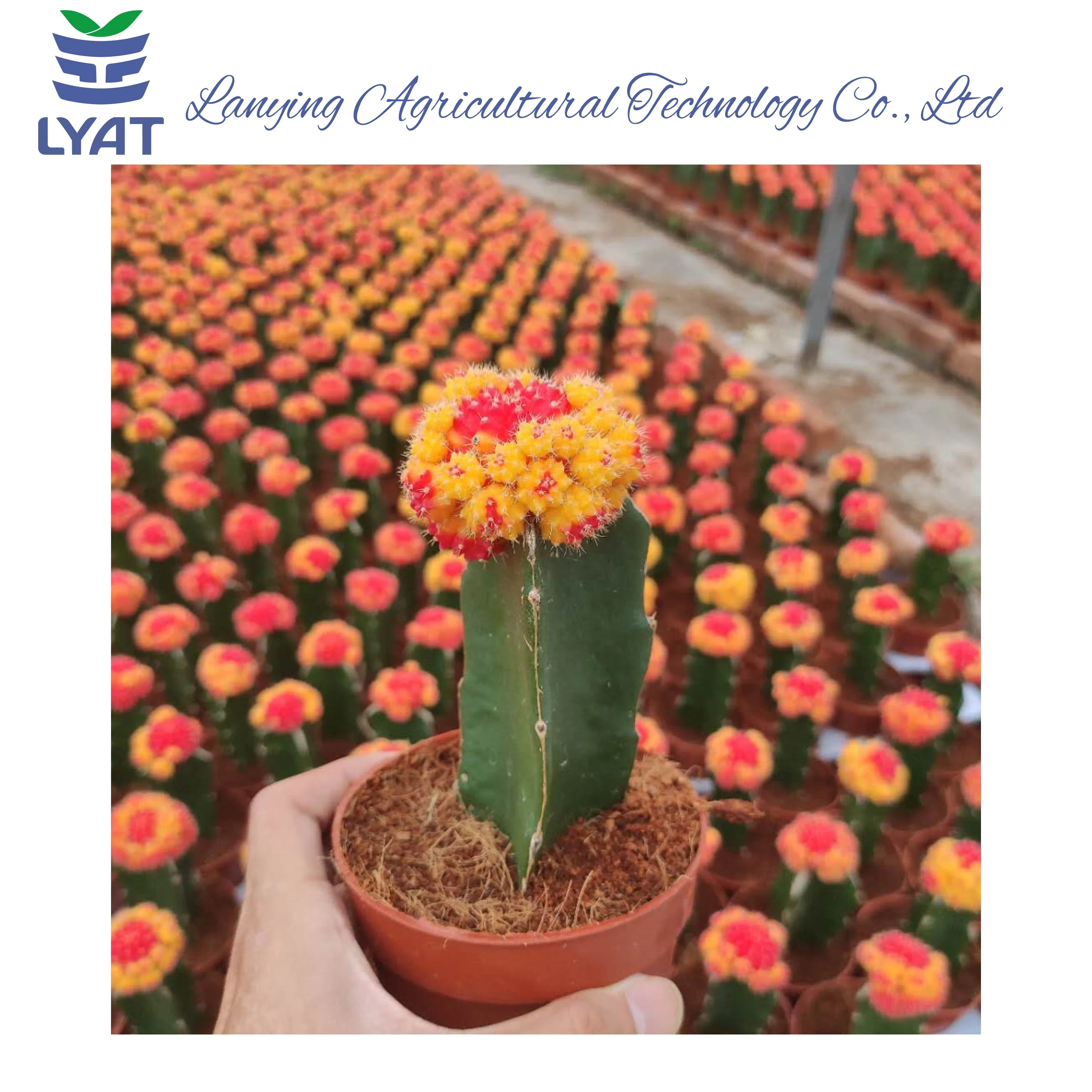 
Factory direct sale natural plant nursery mini rainbow cactus 