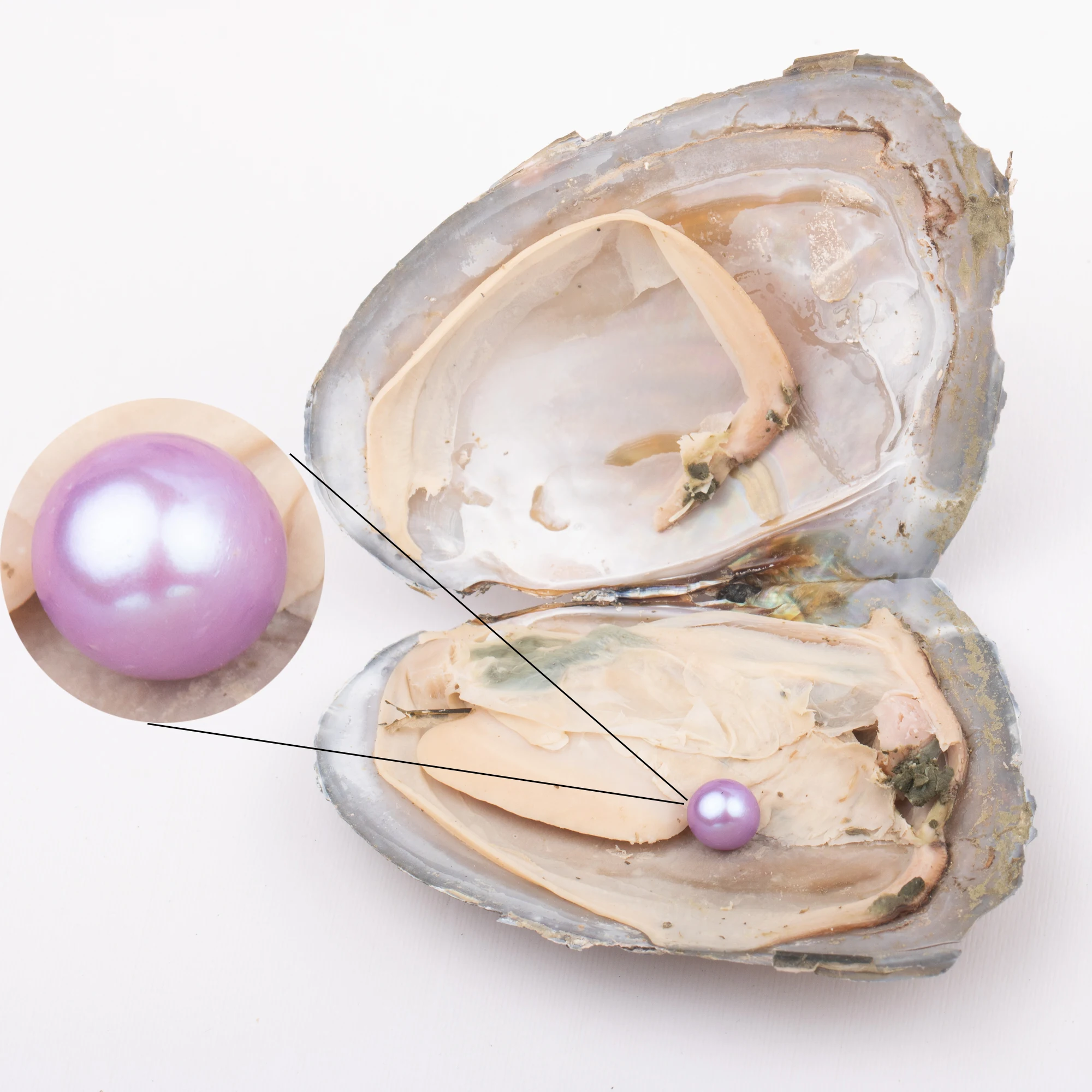 
Love Wish Pearl Party Gift Vacuum-packed 6-7mm 4a quality Loose freshwater Round Cultured freshwater Pearl Oyster 