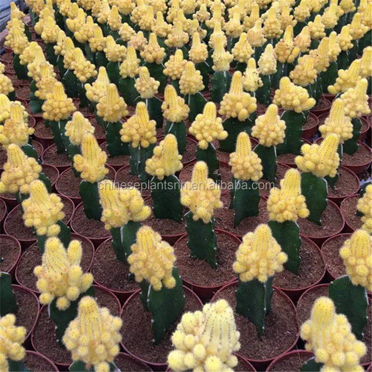 
Natural Plant Cactus 