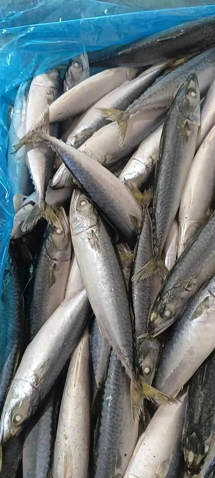New catching frozen pacific mackerel Atlantic mackerel IQF sea frozen land frozen mackerel fish Chinese seafood