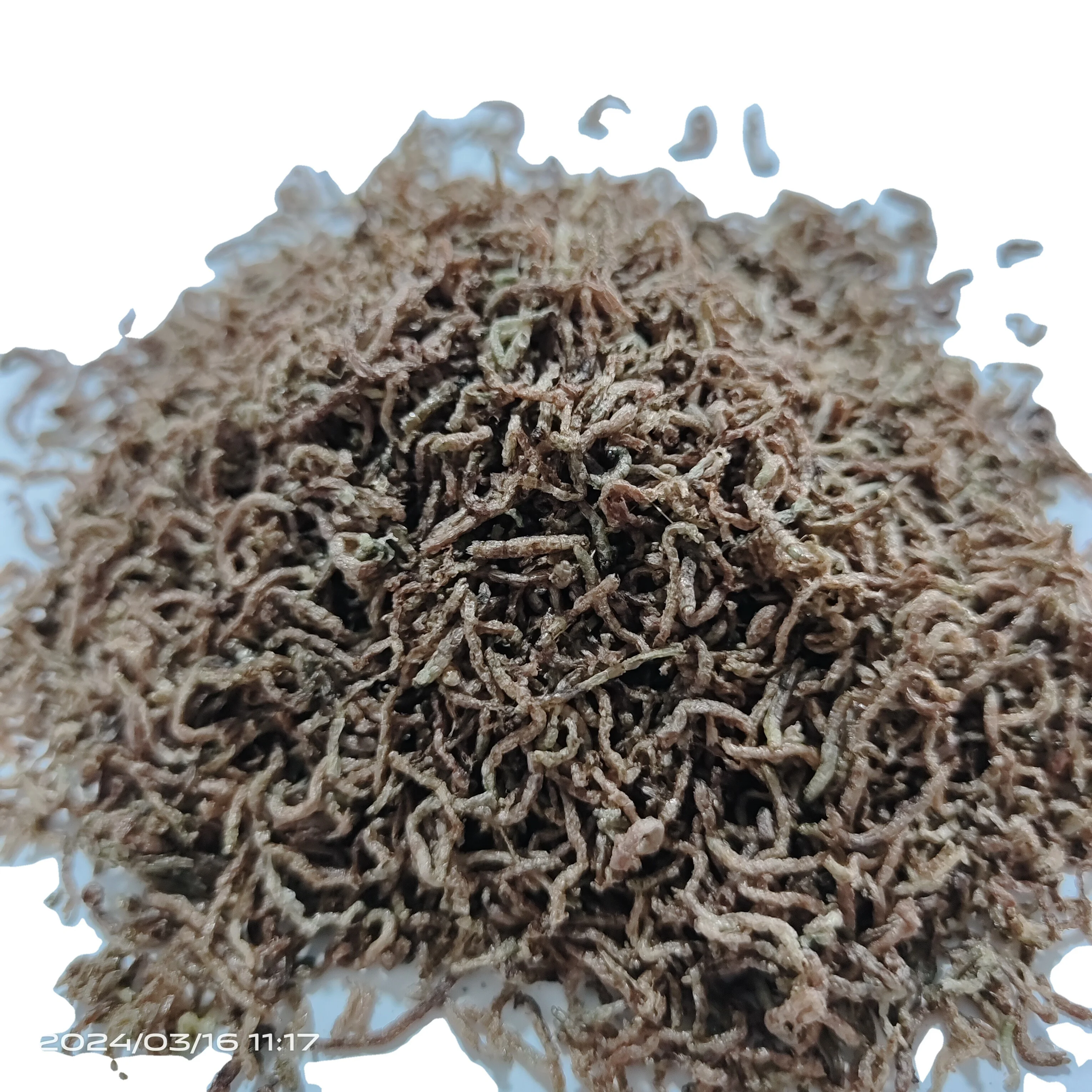 high quality high protein dried blood worms for animal feed pet food pet snack bloodworm fish food