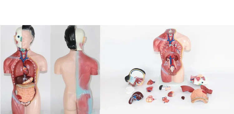 26cm Human Torso Model  Anatomy Assembly Model for Medical Teaching