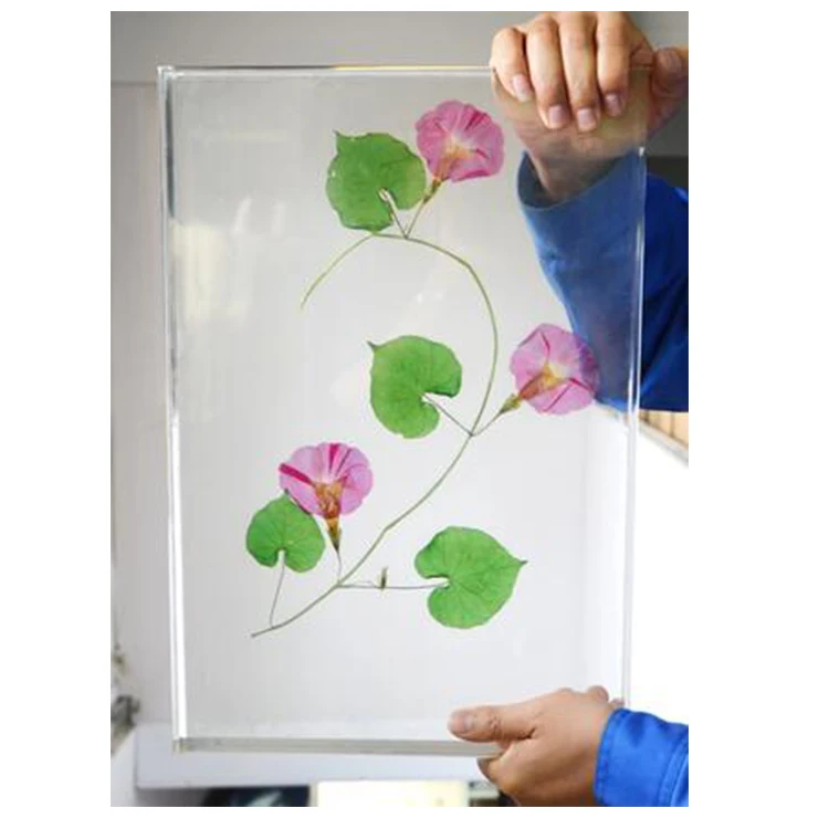 embedded specimens of transparent plants,biology class teaching plant specimen,resin ornaments for plant specimens