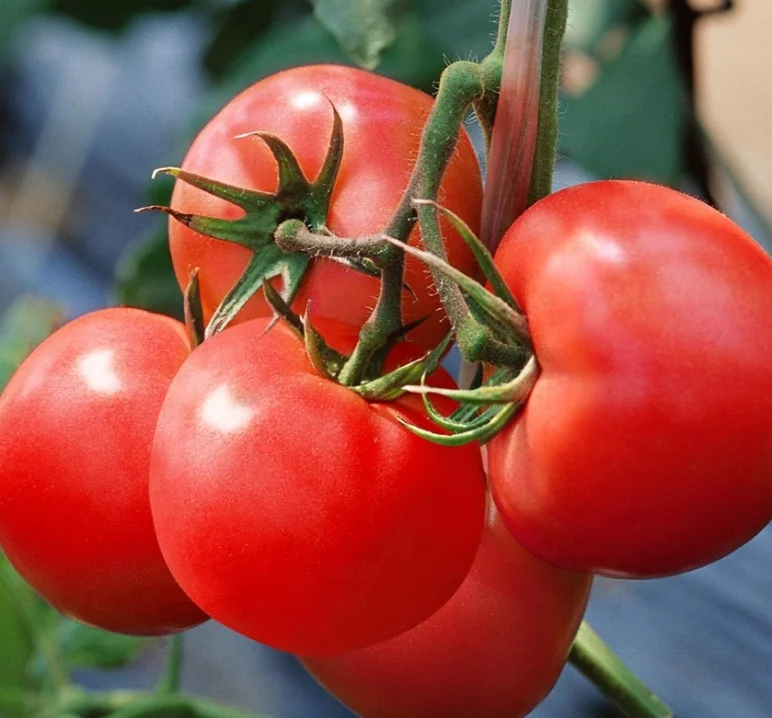 Семена красных томатов HT6 TMV