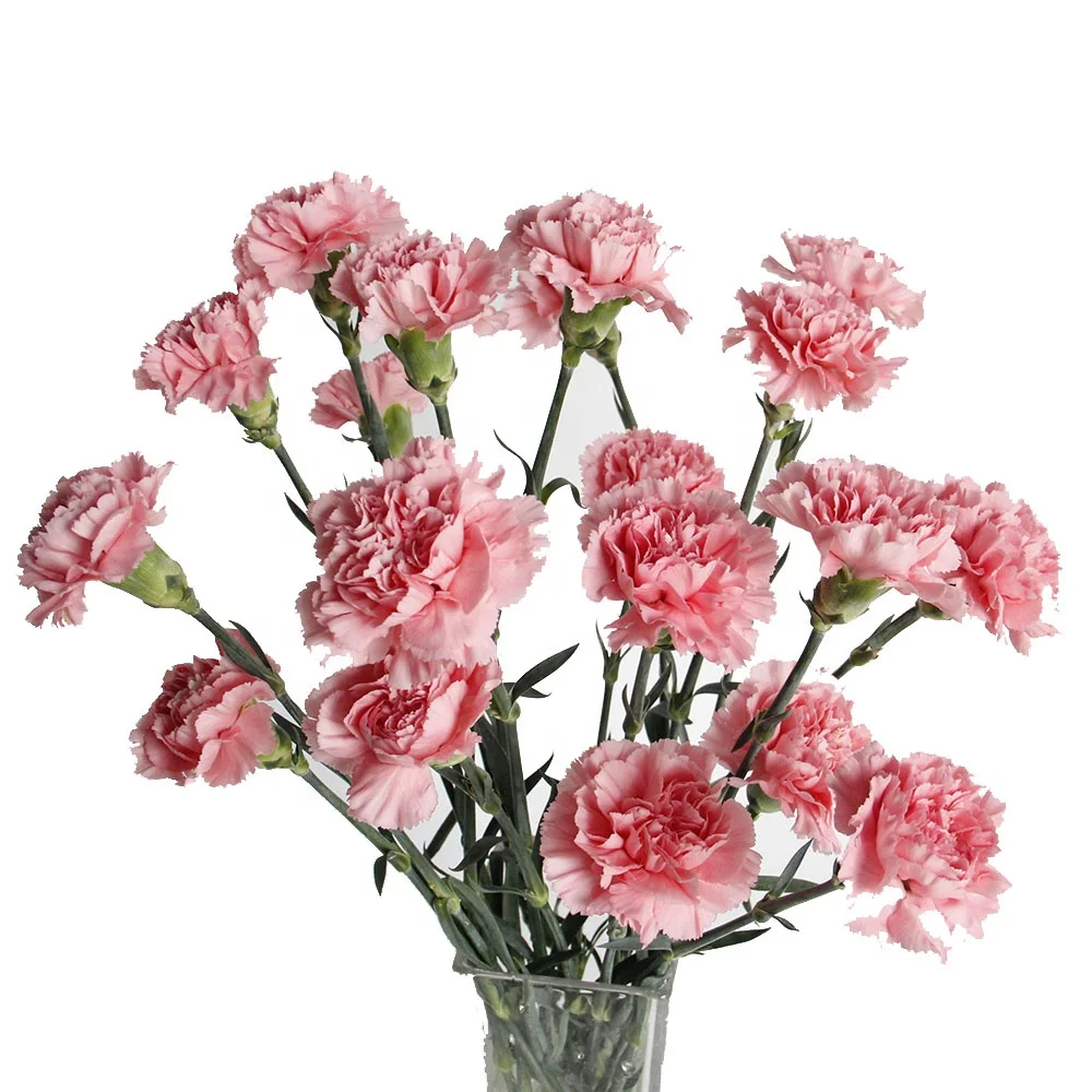 Yunnan Based Directly Supply Fresh Cut Carnation Flower Bulk Flowers 20 Stems Export  For Home Party Decoration