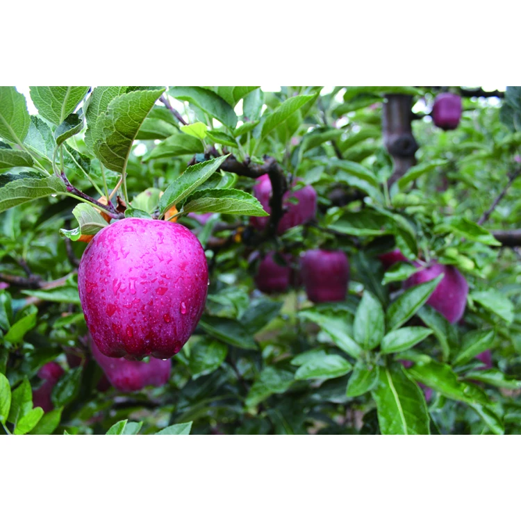 Китайская свежая красная компания Fuji apple fruit