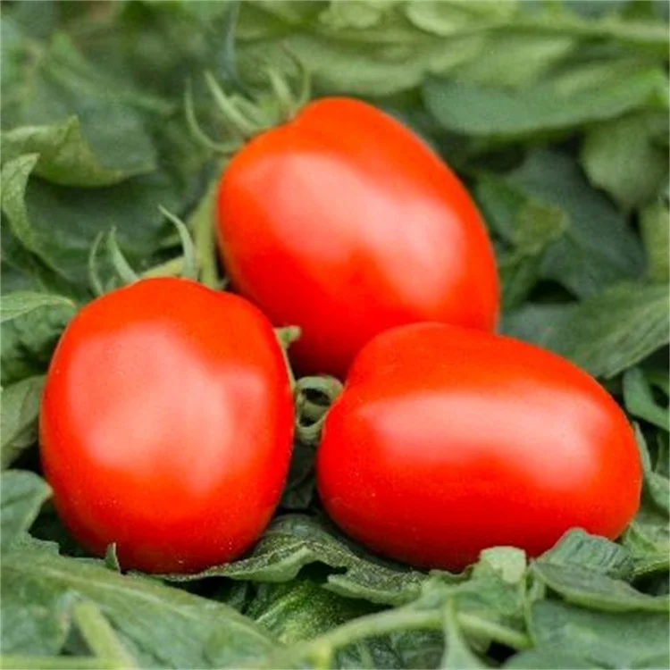  High yield vegetable seeds red tomato