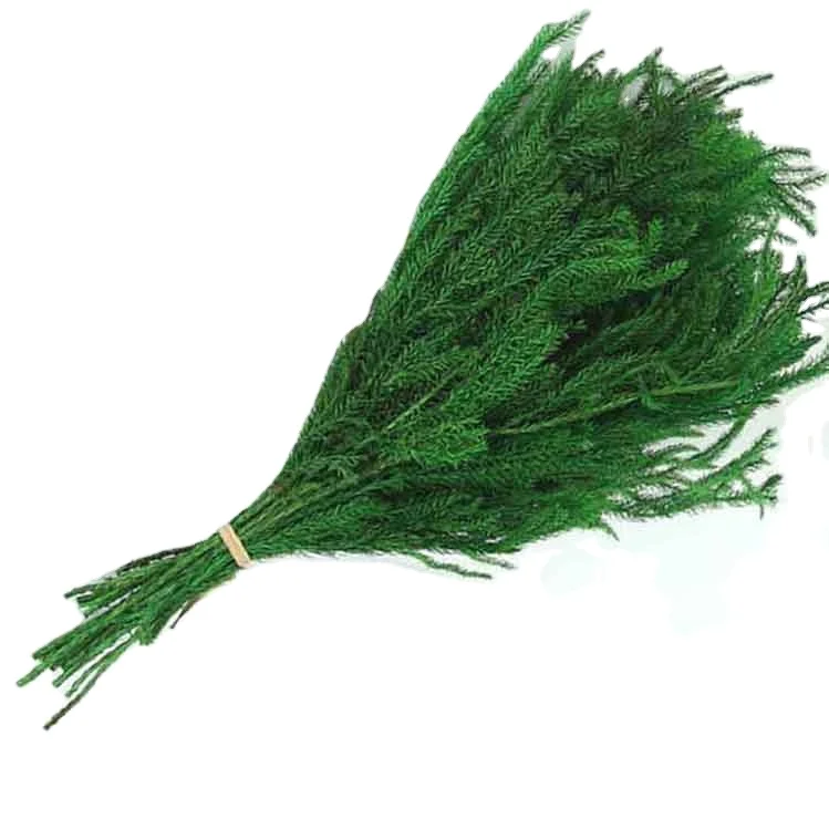 China Supplier Wholesale Preserved Dried Foliage Eternal Lasting Long