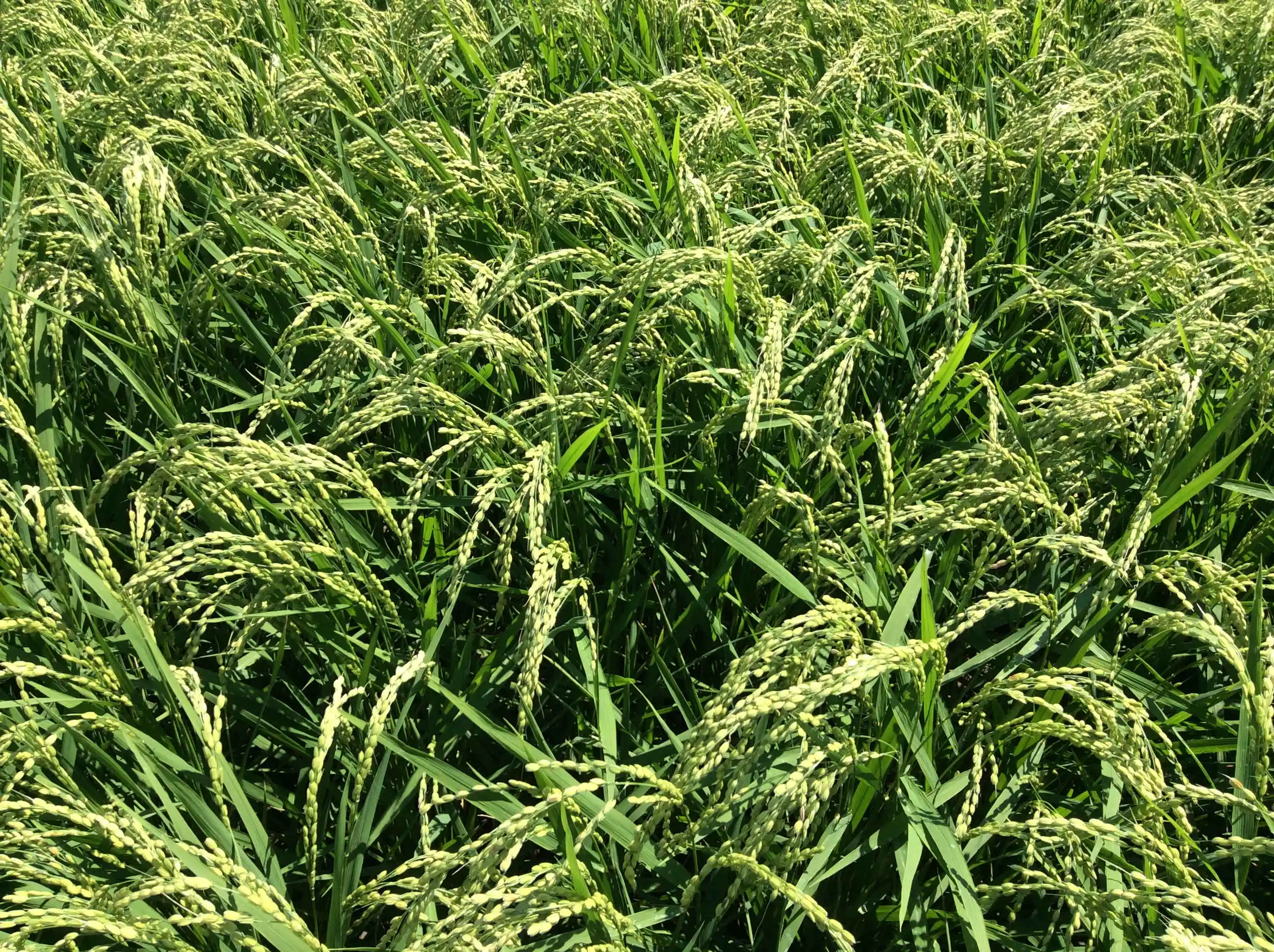 Японские бутылки сакэ на 15% алкоголя питьевые рисовые винные