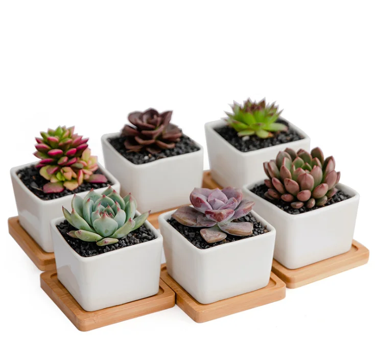 Простой белый Креативный цветочный горшок для суккулентов, международная торговля, настольный бамбуковый поднос с пересечением границ в квартете