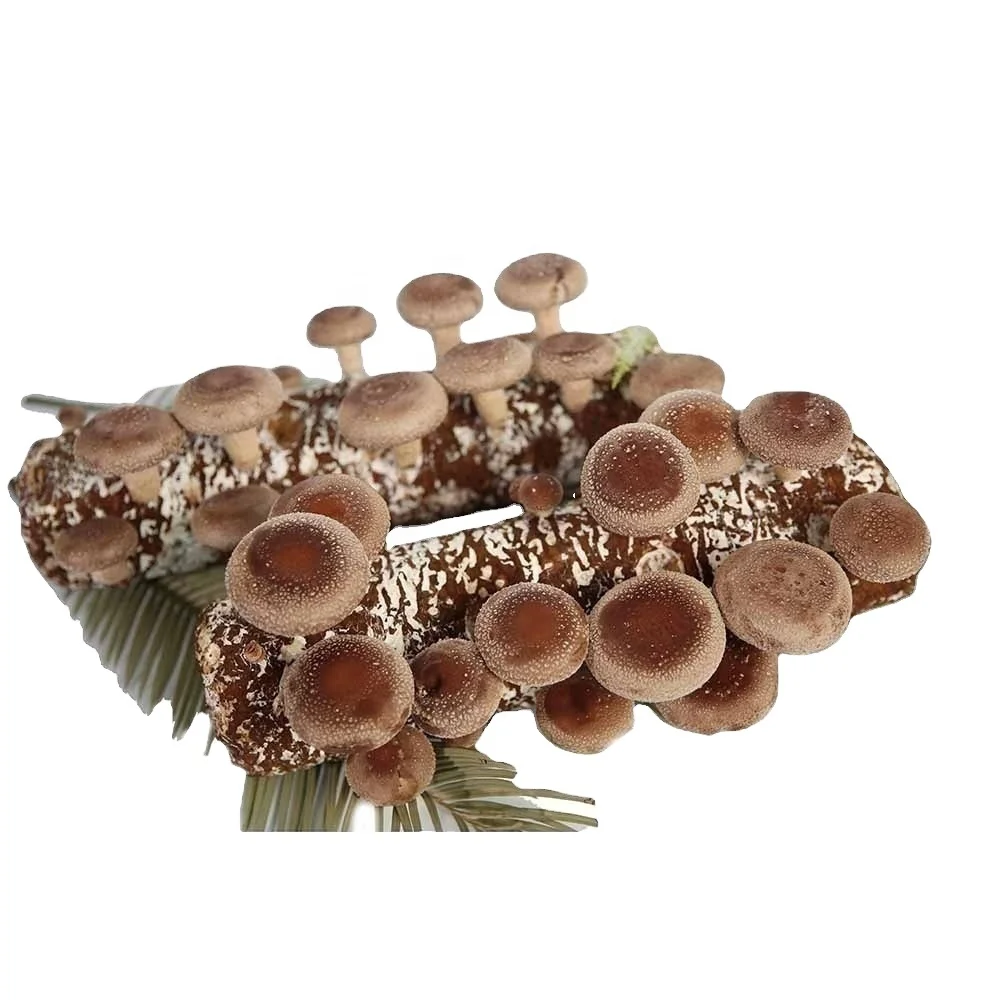 Самый выгодный гриб shiitake, сделанный в Qihe Biotech, находится в Циндао, оптовая продажа, минимальный объем заказа 5400 бревен