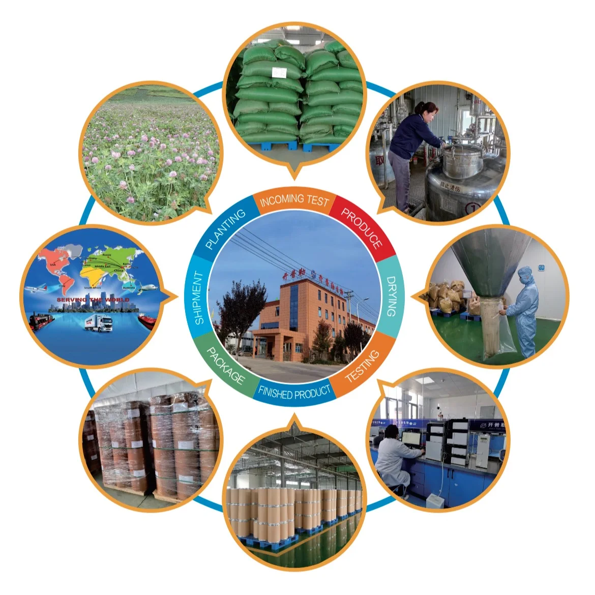 Оптовая Продажа с фабрики Лучшая цена порошок листьев Moringa Oleifera