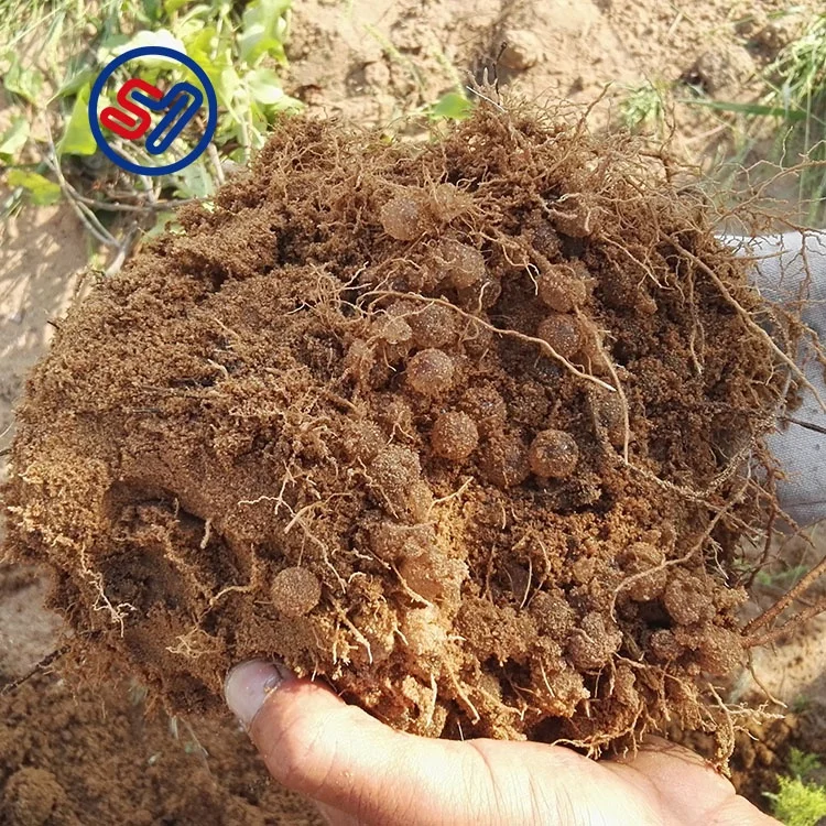 Hydrogel Powder de Potassium Polyacrylate Super Absorbent Polymer retainer water gel hydrogel for agriculture  plant