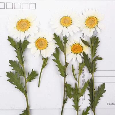 White chrysanthemum with dried branches