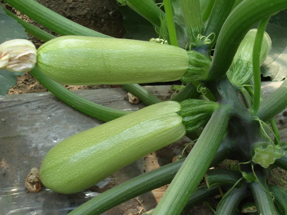 Bulby squash seeds light green early mature hybrid f1 summer squash seeds