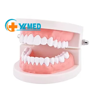 Стандартная Стоматологическая модель зубов в натуральный размер, модель для чистки зубов человека, модель для обучения стоматолога