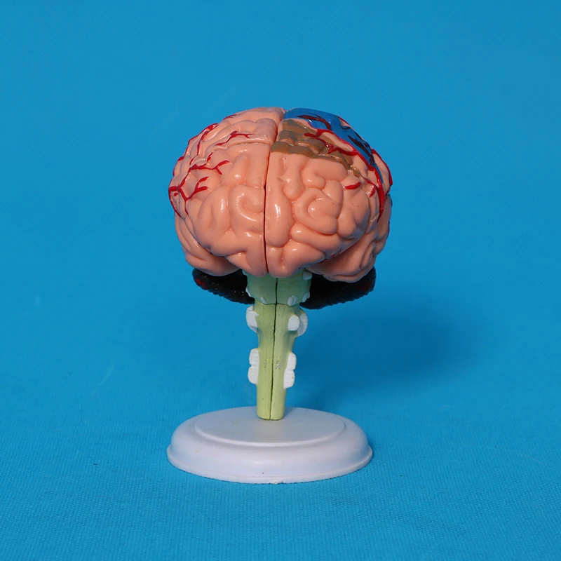 Factory human skeleton, skull, heart anatomical model, detachable brain model