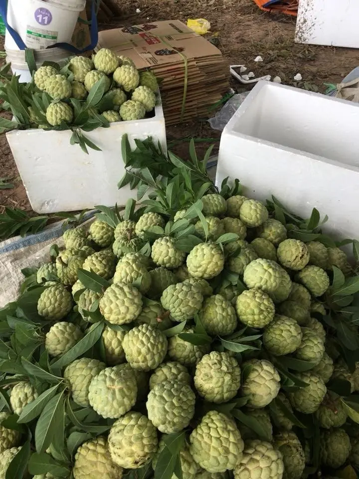 Свежий заварной яблочный фрукт из Вьетнама по конкурентоспособной цене изысканный вкус-сладкий соответствует экспортным