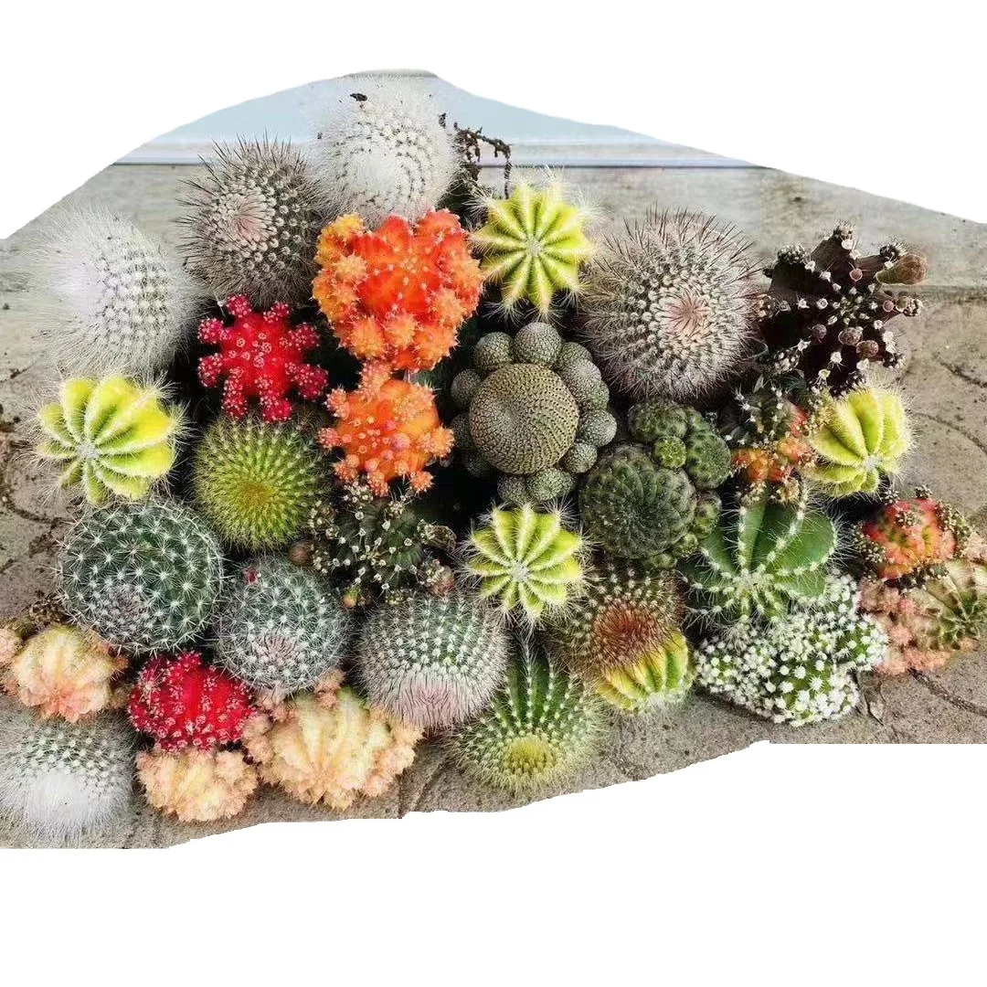 
15CM grafted cactus natural cactus plant mixed cactus 50 pcs in a box 